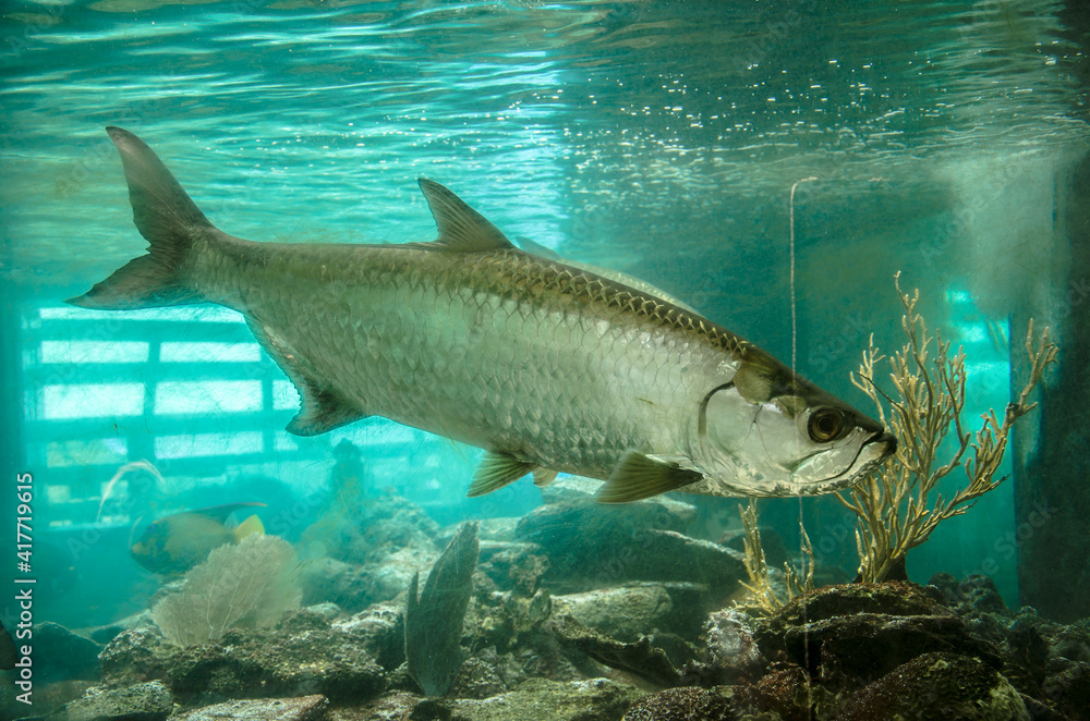 Acuario El Rodadero Acuario El Rodadero