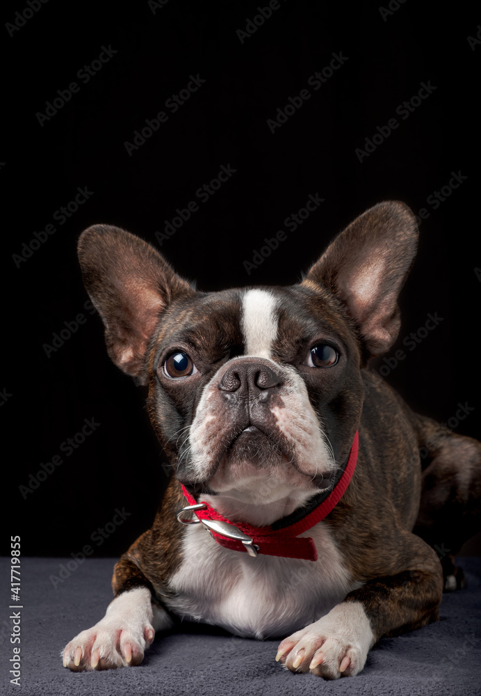 Portrait boston terrier pure breed black background closeup looking at camera
