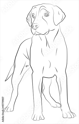 Drawing of a dog on a white background. Сoloring pages. Animals.