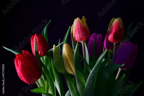bouquet of colorful tulips with black background