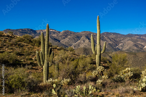 Harsh, Rugged, Beautiful Arizona Desert