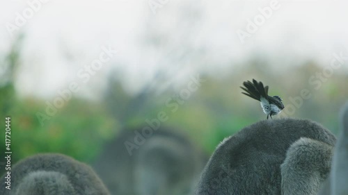 Bird sitting on kangaroo's back photo