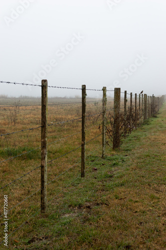 Campo en mañana con niebla