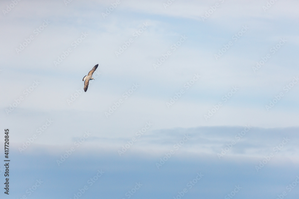 A seagull flies against a cloudy sky. The concept of wildlife conservation.