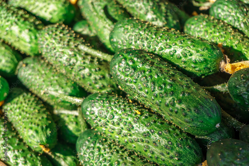 Ripe juicy green cucumbers lie in the sun. Ripe juicy green cucumbers lie in the sun.