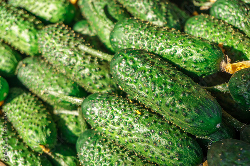 Ripe juicy green cucumbers lie in the sun.