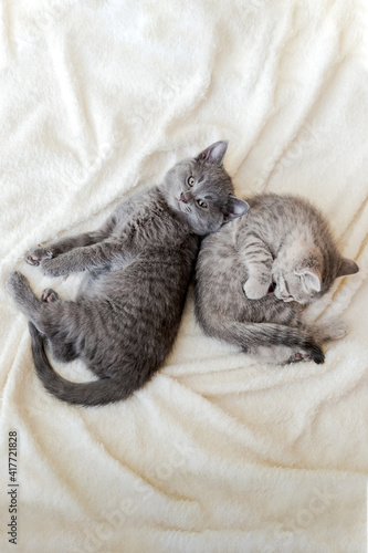 Wallpaper Mural Couple fluffy kitten relax on white blanket. Little baby gray and tabby adorable cat in love. Kittens have rest. Animal pet cats lie on bed. Top view. Torontodigital.ca