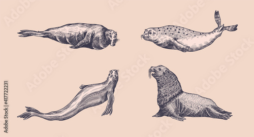 Fur seal, steller sea lion and walrus, ribbon and elephant, earless and harbor seal. Marine creatures, nautical animal or pinnipeds. Vintage retro signs. Doodle style. Hand drawn engraved sketch