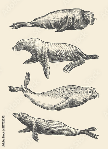 Fur seal, steller sea lion and walrus, ribbon and elephant, earless and harbor seal. Marine creatures, nautical animal or pinnipeds. Vintage retro signs. Doodle style. Hand drawn engraved sketch