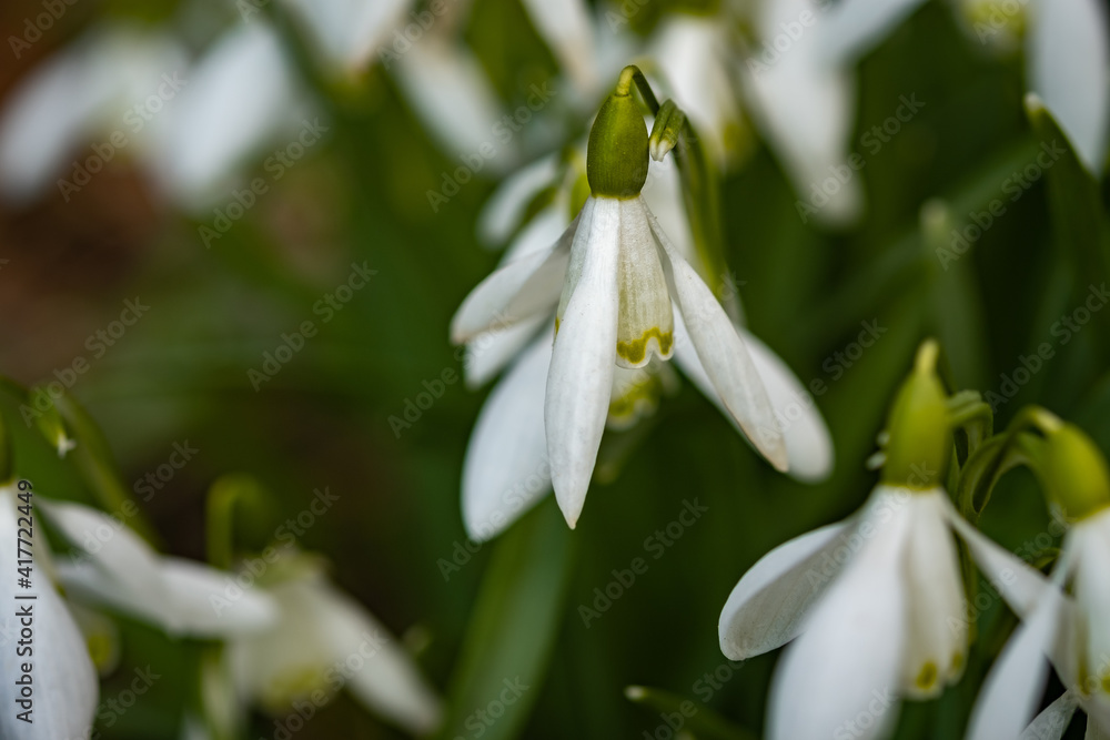 A close up of wild snowdrops growing in the Norfolk countryside A close up of wild snowdrops growing in the Norfolk countryside