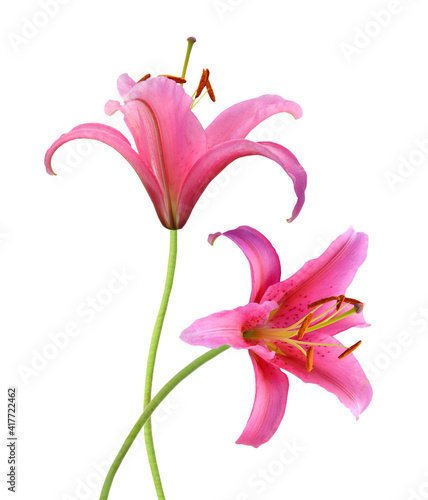 Foto Beautiful Lily flower isolate on white