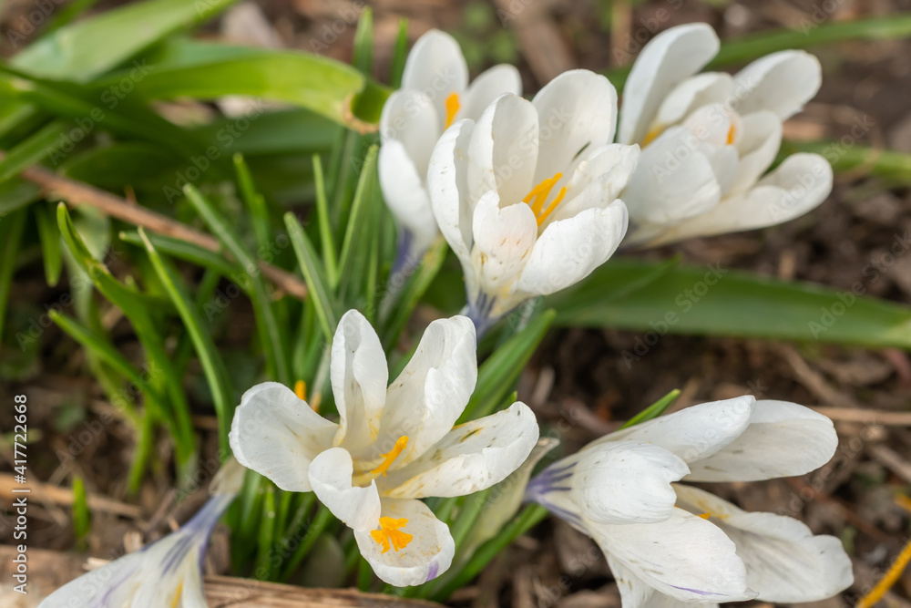 A close up of white crocus flowers growing wild in rural Norfolk A close up of white crocus flowers growing wild in rural Norfolk