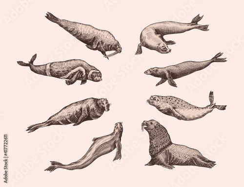 Fur seal, steller sea lion and walrus, ribbon and elephant, earless and harbor seal. Marine creatures, nautical animal or pinnipeds. Vintage retro signs. Doodle style. Hand drawn engraved sketch