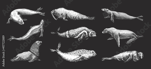 Fur seal, steller sea lion and walrus, ribbon and elephant, earless and harbor seal. Marine creatures, nautical animal or pinnipeds. Vintage retro signs. Doodle style. Hand drawn engraved sketch