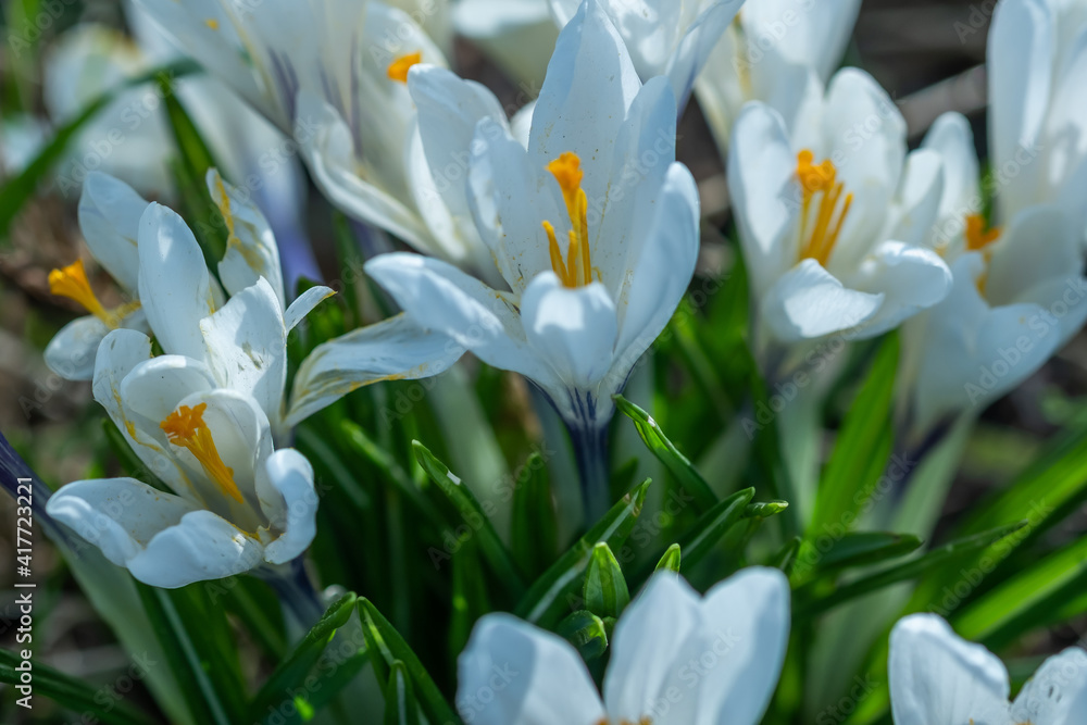 A close up of white crocus flowers growing wild in rural Norfolk A close up of white crocus flowers growing wild in rural Norfolk