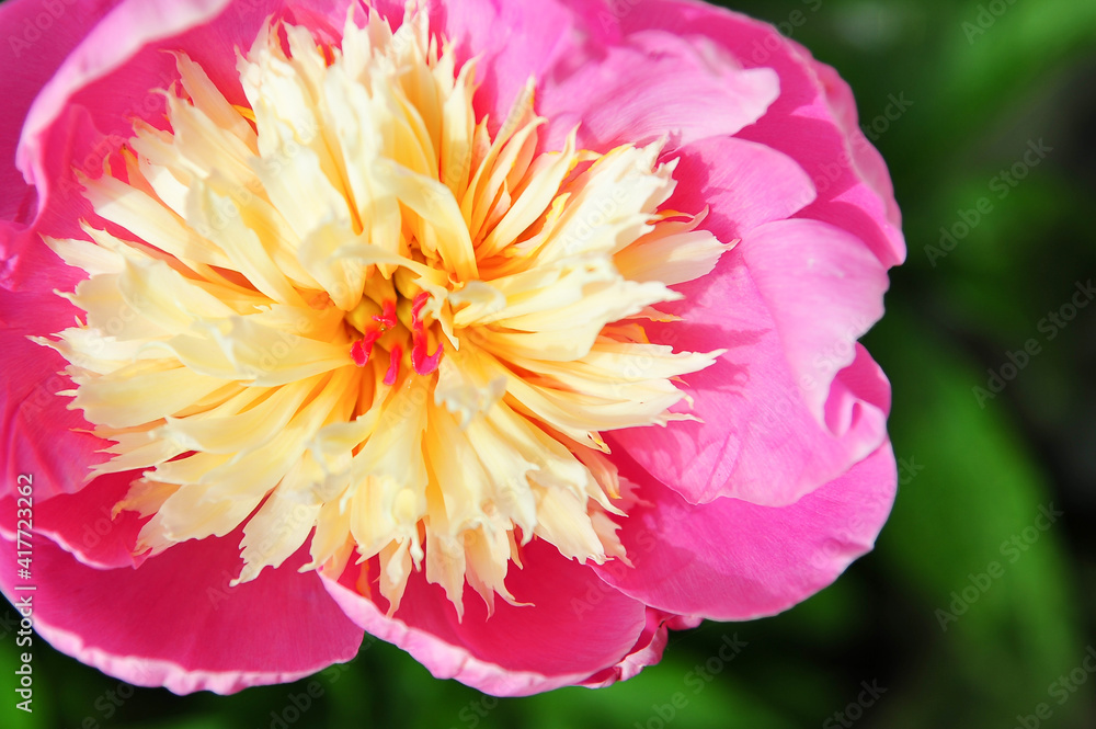 Close up of  White centered Peony flowers with pink petals 