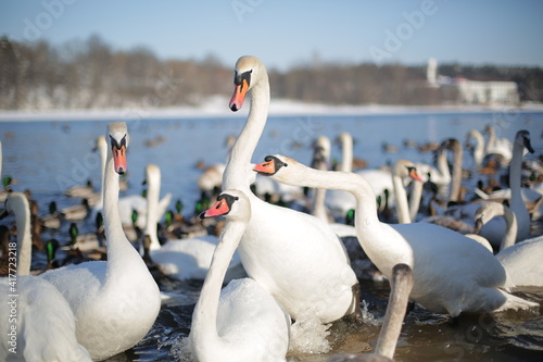 Many swans and ducks in winter on the reservoir near the shore