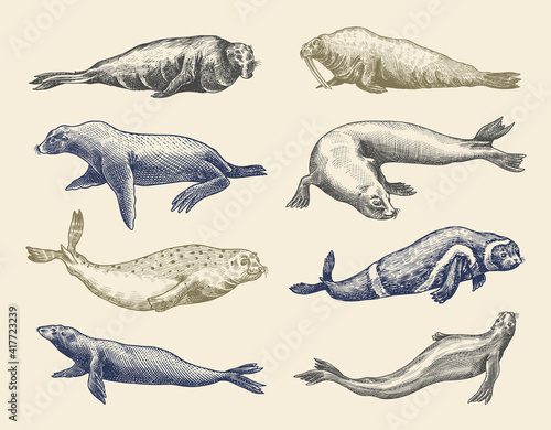 Fur seal, steller sea lion and walrus, ribbon and elephant, earless and harbor seal. Marine creatures, nautical animal or pinnipeds. Vintage retro signs. Doodle style. Hand drawn engraved sketch