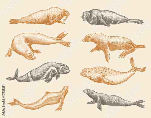 Fur seal, steller sea lion and walrus, ribbon and elephant, earless and harbor seal. Marine creatures, nautical animal or pinnipeds. Vintage retro signs. Doodle style. Hand drawn engraved sketch