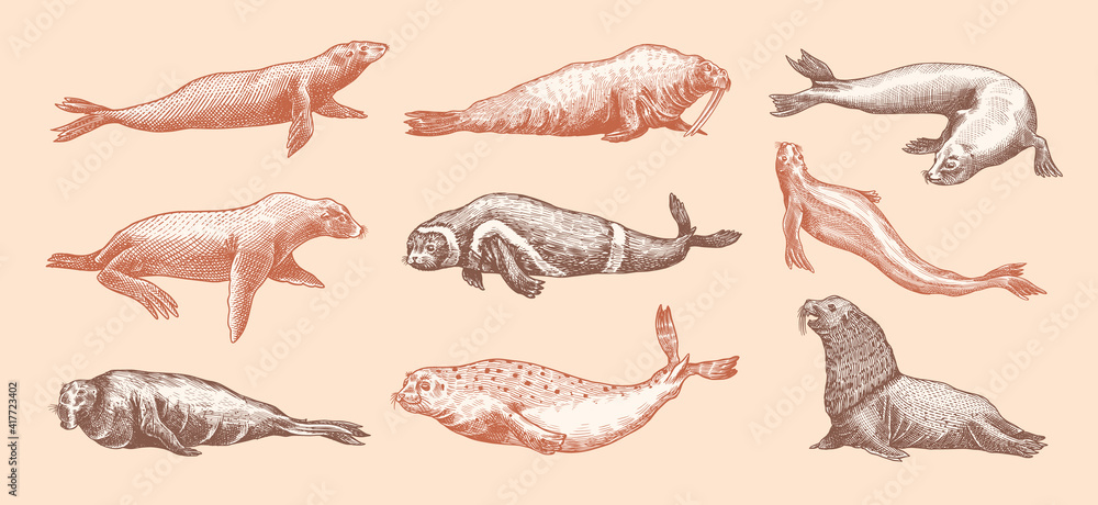 Fur seal, steller sea lion and walrus, ribbon and elephant, earless and harbor seal. Marine creatures, nautical animal or pinnipeds. Vintage retro signs. Doodle style. Hand drawn engraved sketch