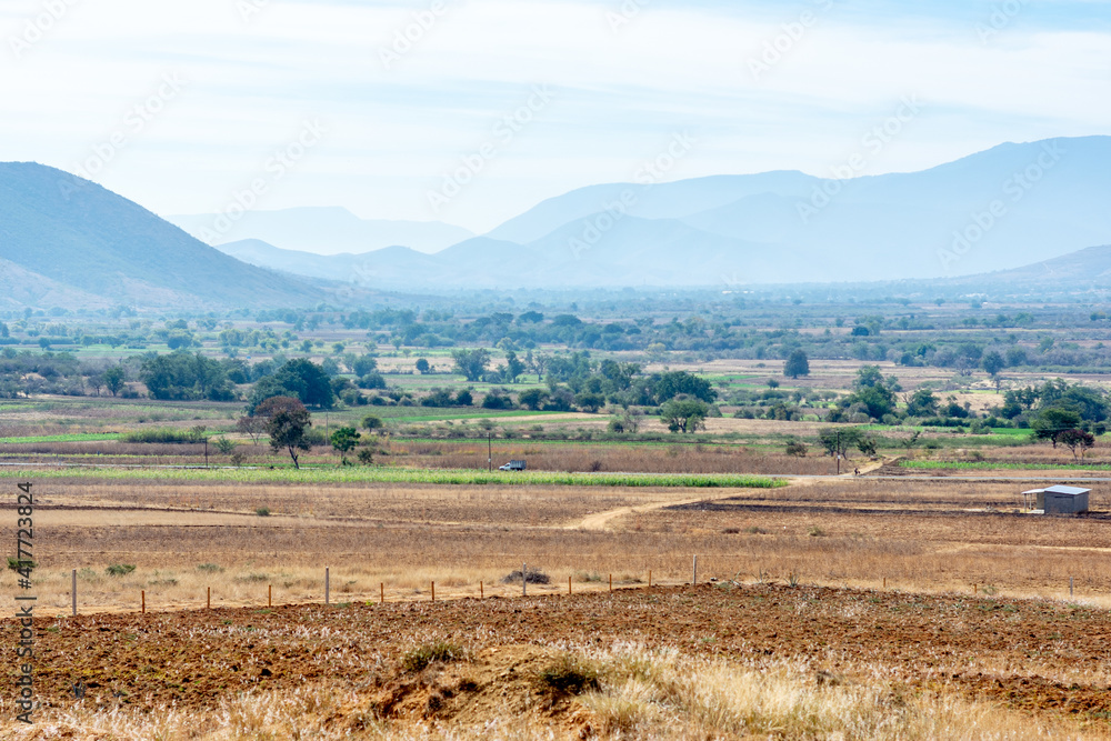 Fototapeta premium Cultivos