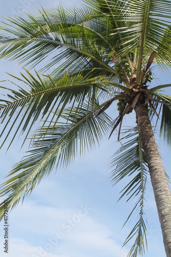 palms and beach 