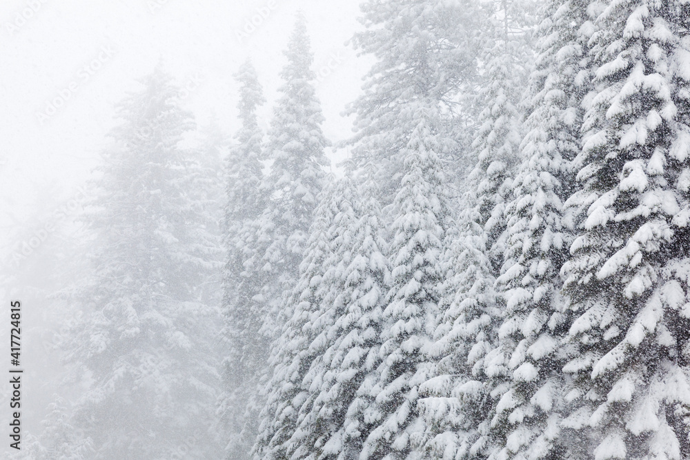 USA, California, Oakhurst. Fir trees in snowfall.
