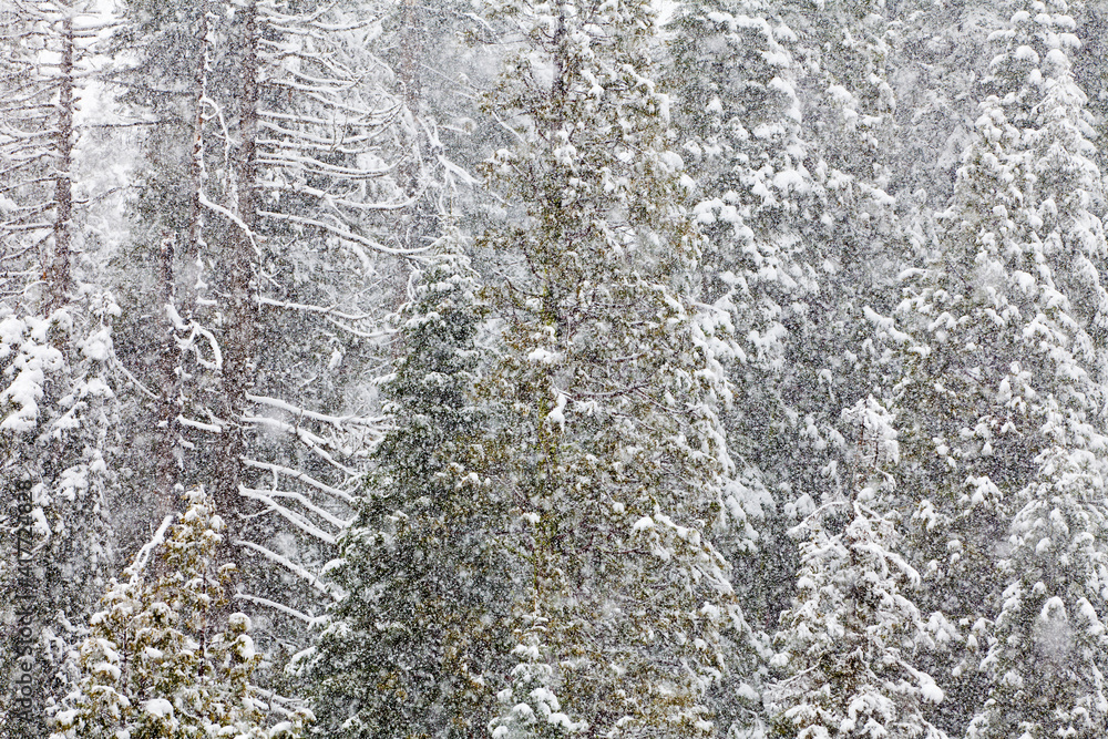USA, California, Oakhurst. Fir trees in snowfall. USA, California, Oakhurst. Fir trees in snowfall.