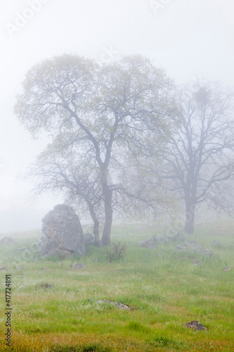 USA  California  Bullion Mountain. Oak trees in fog.