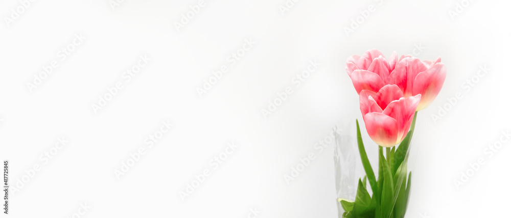 Bouquet of three pink fresh tulips on white background with copy space, empty text place. Online service for the sale and delivery of flowers. International woman day. Happy mother day. Design mockup Bouquet of three pink fresh tulips on white background with copy space, empty text place. Online service for the sale and delivery of flowers. International woman day. Happy mother day. Design mockup