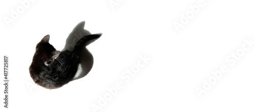 Defocused image of black kitten sitting and looking on his shadow isolated on white background, top view, horizontal banner. Pets, animals, advertising concept. 