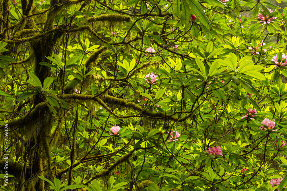 USA, California, Redwoods National Park. Rhododendrons in forest. USA, California, Redwoods National Park. Rhododendrons in forest.