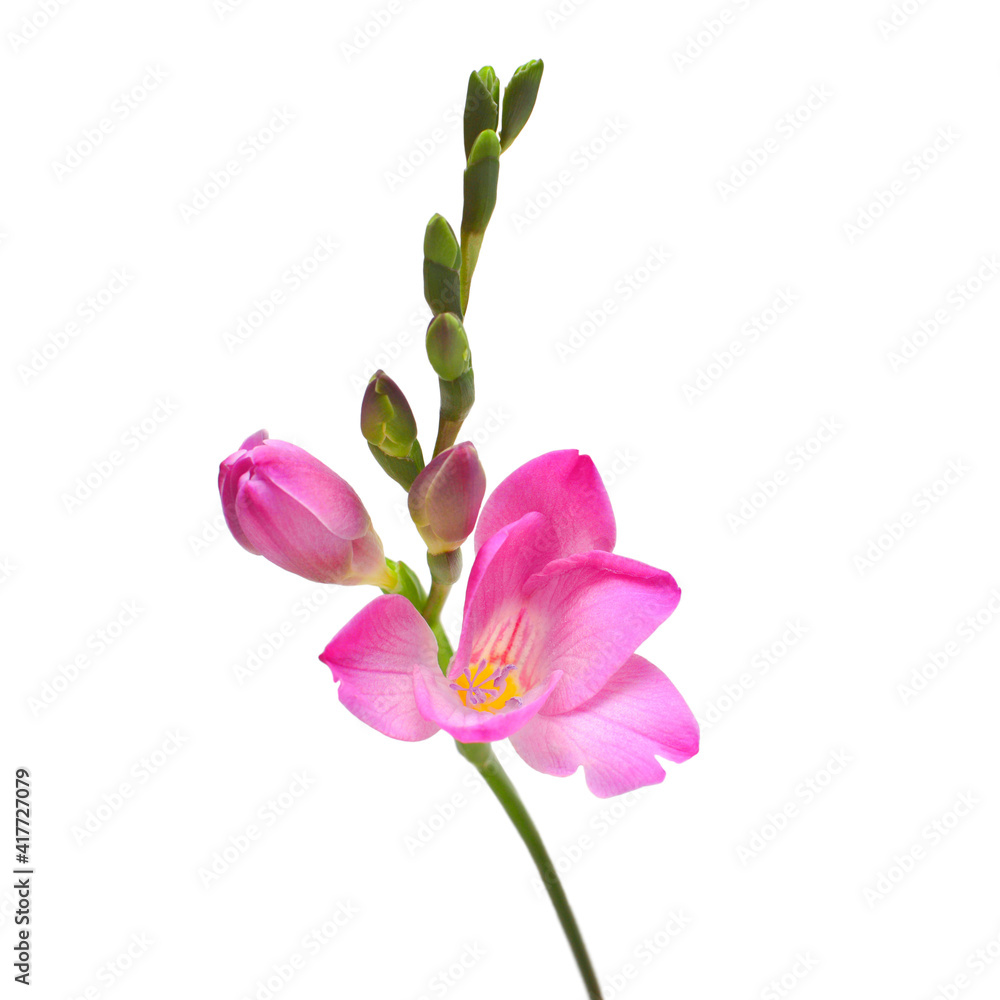 Pink freesia isolated on white background. Beautiful flower Pink freesia isolated on white background. Beautiful flower