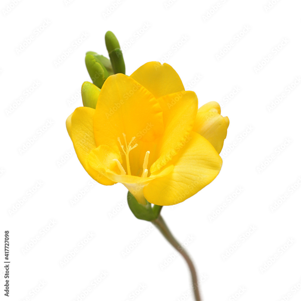 Fototapeta premium Yellow freesia isolated on white background. Beautiful flower