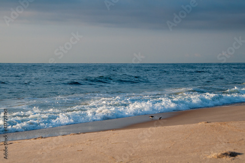 Birds At The Assateague National Shoreline Beach