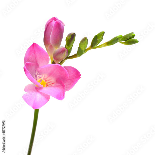 Pink freesia isolated on white background. Beautiful flower