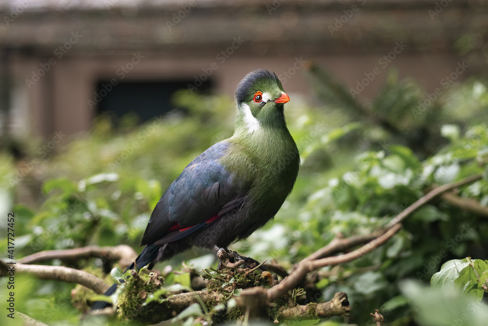Fototapeta premium Exotic white cheeked bird turaco Tauraco leucotis
