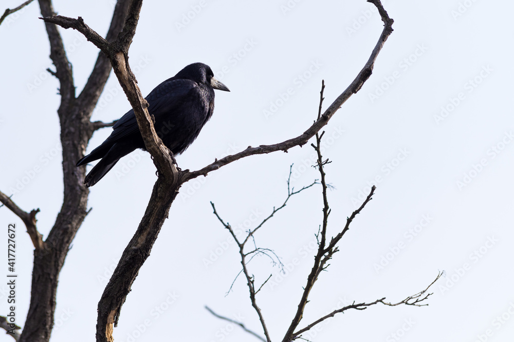 Fototapeta premium Low angle shot of a common raven perched on a bare tree under the sunlight