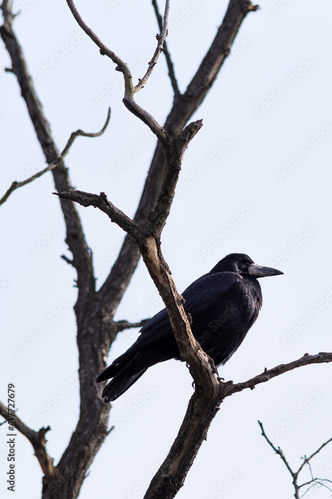 Fototapeta premium Vertical shot of a common raven perched on a bare tree under the sunlight