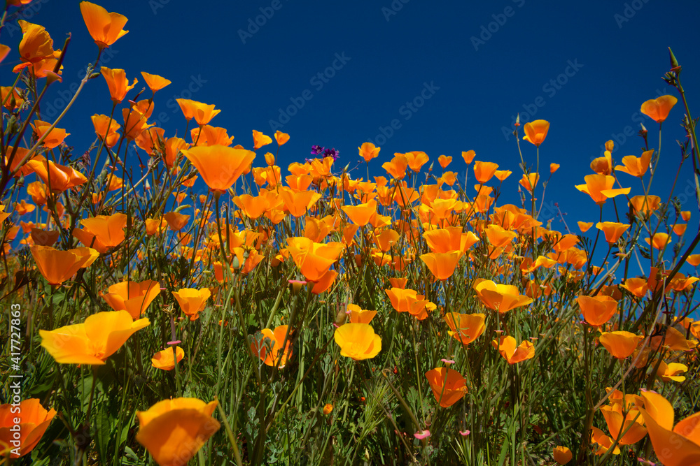 Obraz premium USA, California. Poppies in Rattlesnake Canyon.