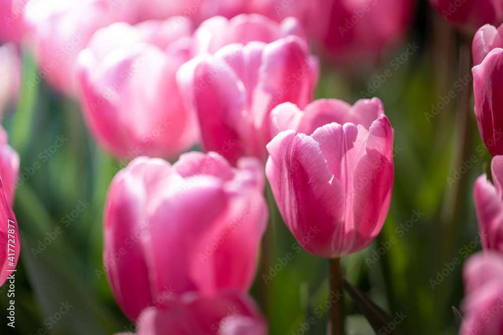 Beautiful bouquet of tulips. colorful tulips. nature background Beautiful bouquet of tulips. colorful tulips. nature background