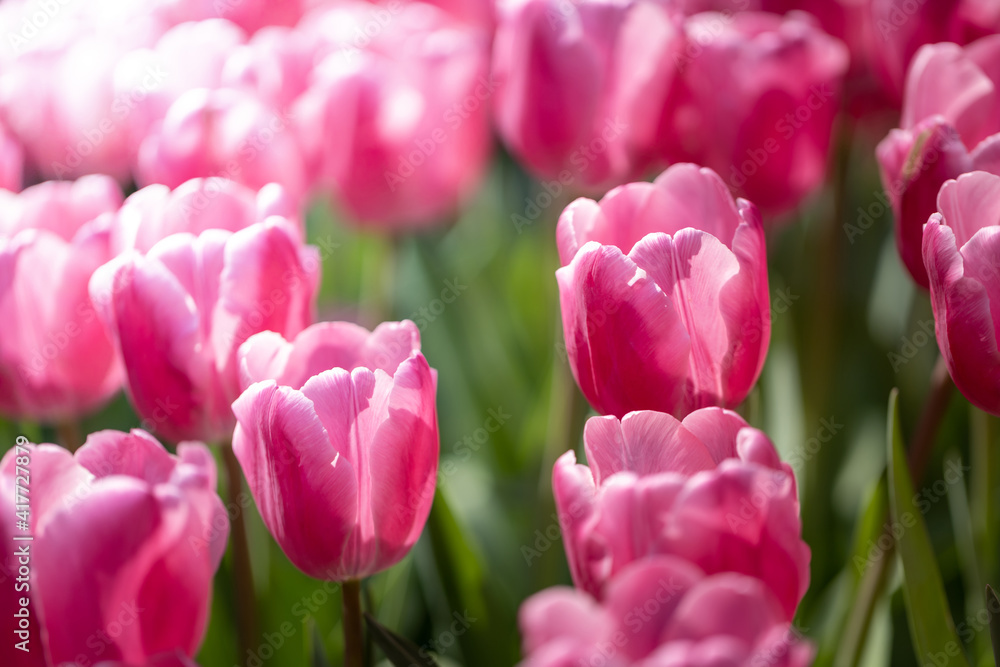 Beautiful bouquet of tulips. colorful tulips. nature background Beautiful bouquet of tulips. colorful tulips. nature background