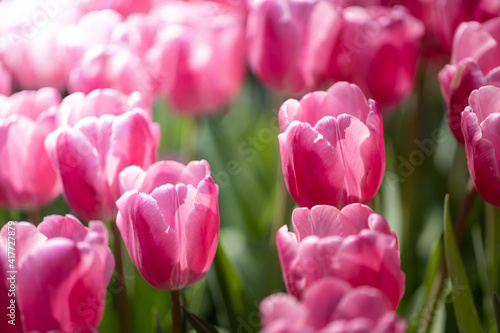 Beautiful bouquet of tulips. colorful tulips. nature background