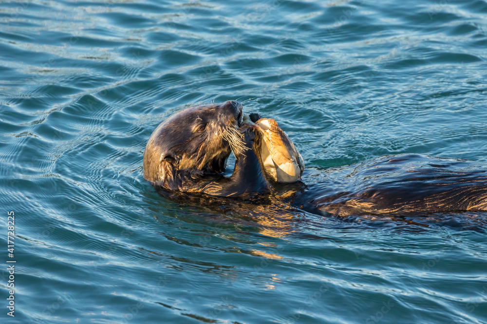 Fototapeta premium USA, California, Morro Bay. Sea otter eating clam.