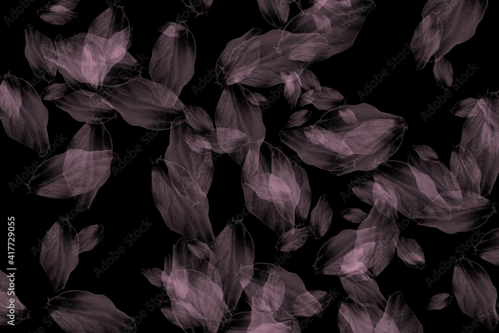 桜の花びら 桜の花びら