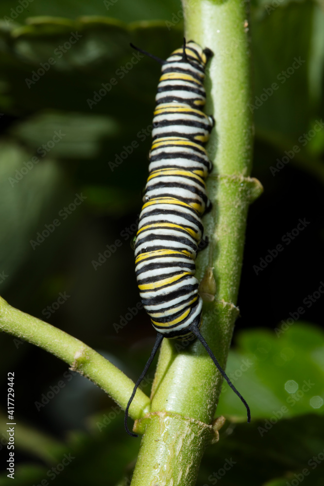 USA, California. Monarch butterfly caterpillar close-up. USA, California. Monarch butterfly caterpillar close-up.