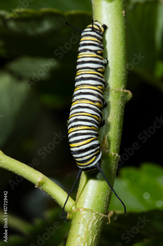 USA, California. Monarch butterfly caterpillar close-up. © Danita Delimont