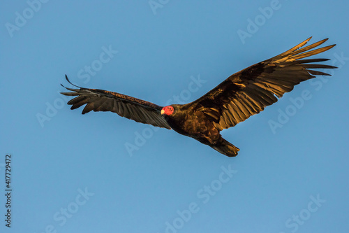 USA, California, San Luis Obispo. Turkey vulture flying.