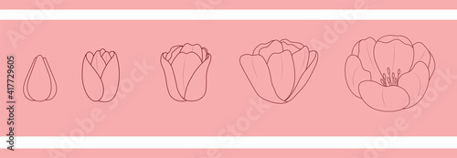 Set of simple linear flowers. Tulips on pink background.