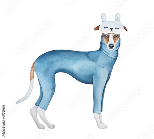 Fotografija Cute little whippet dog dressed in navy blue cotton pajamas with long sleeves and fluffy sleep mask with cozy rabbit ears